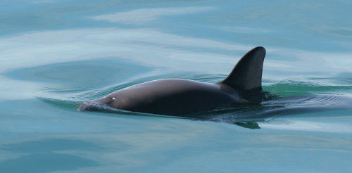 The vaquita is the world’s smallest cetacean, growing only about 141 centimetres in length. &n