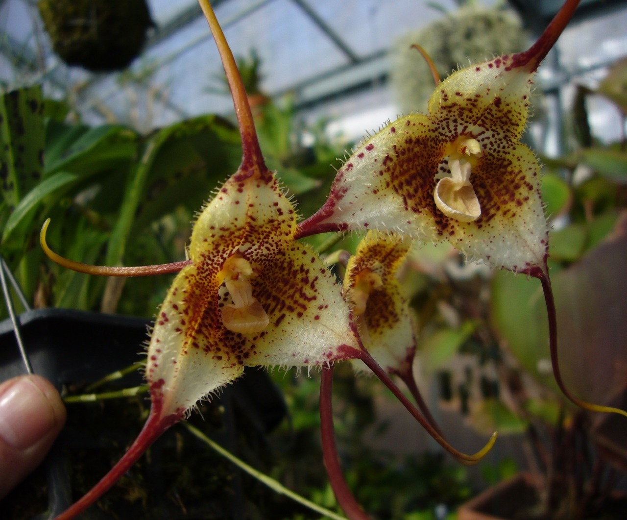 orchid-a-day: Dracula diana January 31, 2018 