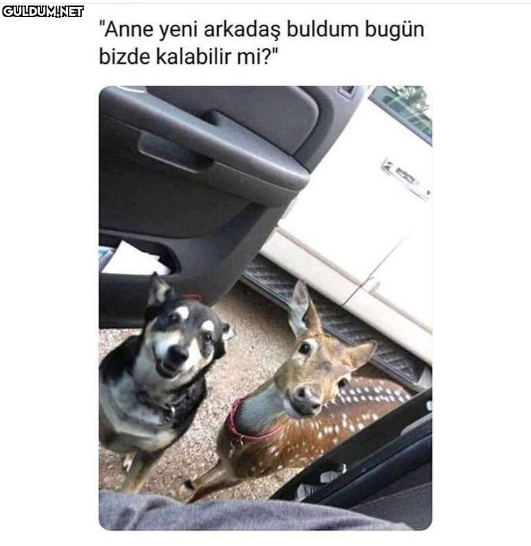 Anne yeni arkadaş buldum...