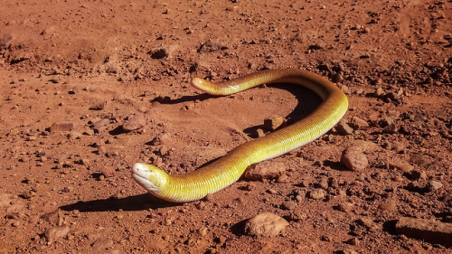 lovingexotics: Red Worm Lizard Amphisbaena alba Source: Here