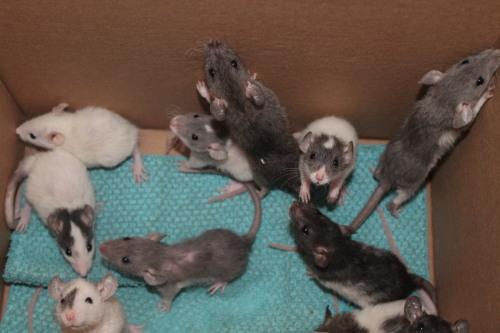 notcuddles:furrsonalitypets:Group shots on day twenty-nine. The babies are now without their mommy.T