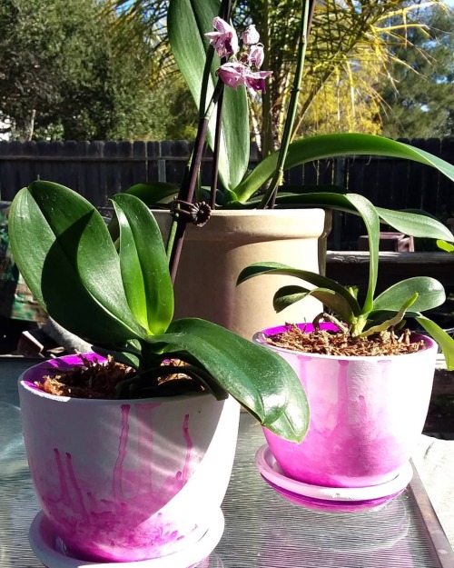 Custom pots for my two orchids!!  They&rsquo;re mini Phalaenopsis orchids, I&rsquo;m pretty 