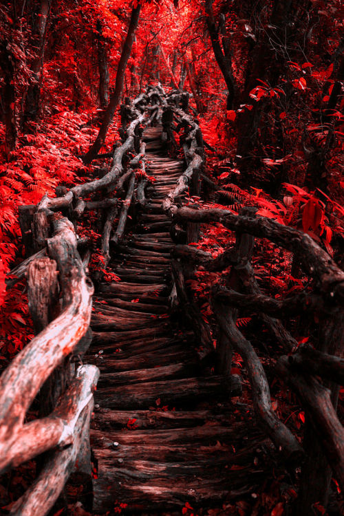 XXX lori-rocks:  Magical Red Path….by  Hanson photo