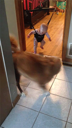 onlylolgifs:Dog teaching baby to jump