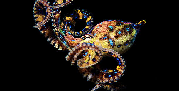 The Blue-ringed Octopus is recognized as one of the most dangerous marine animals and is found in the Pacific and Indian oceans, from Australia to Japan. It’s venom contains a neurotoxin called tetrodotoxin, or TTX. This toxin blocks sodium channels,...