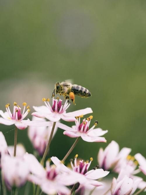 helpingg:Bumble butts