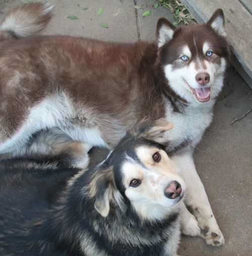 hotdiggitydog-blog:  sweet puppy pile