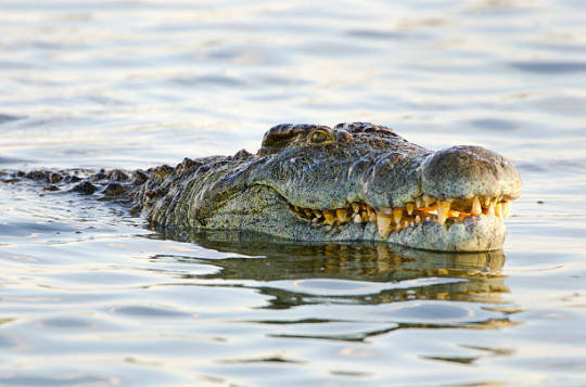 Baringo Pupils Brave Crocodile-Infested Waters to Reach School