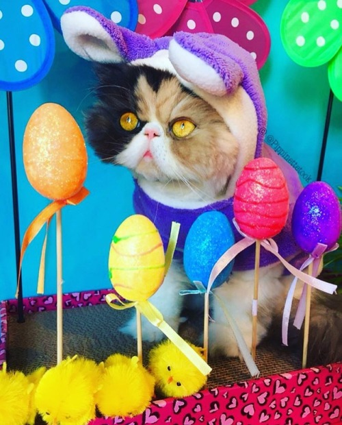 Ready for a fun & colorful Easter weekend.