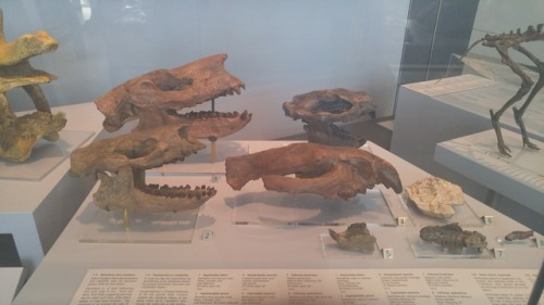 Ref Post 3! I Think That First One Might Be A Herrerasaurus. An Allosaurid Perhaps? Couple Of Angles