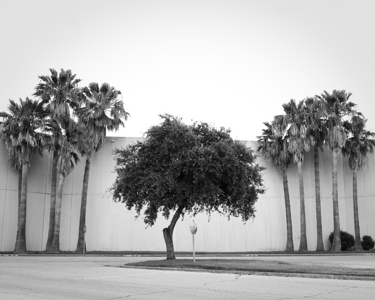 See this photo 3 feet tall and 4 feet wide in person at my XL photo show at Once Over Coffee Bar.
Foley’s Palms, Baytown, TX