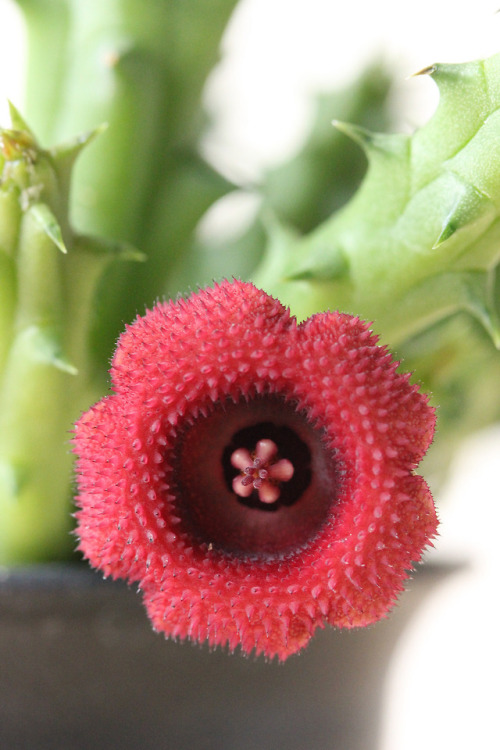 Huernia schneiderianaフェルニア シュナイデリアナ購入元：ボーダーブレイクの芳明園ブース