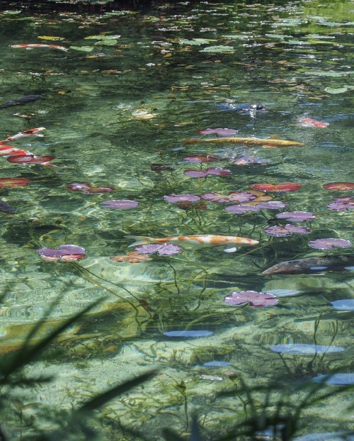 Tomoko M. - 岐阜 モネの池 :: Monet's Pond (2023)