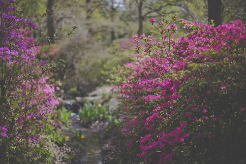 cinnamonthursdays: Azaleas at Isabella Plantation, Richmond Park By Karolina Koziel Website | Instag