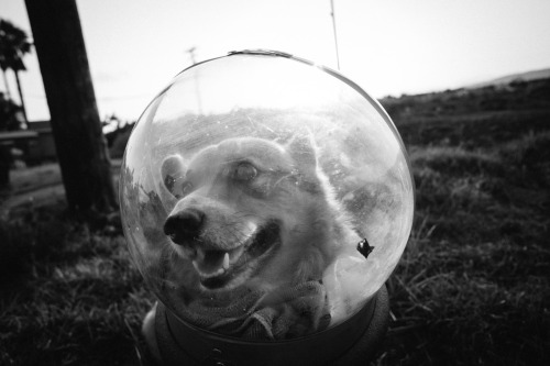 Happy National Dog Day!!! I found this fake space helmet at work and had to bring it home! Love