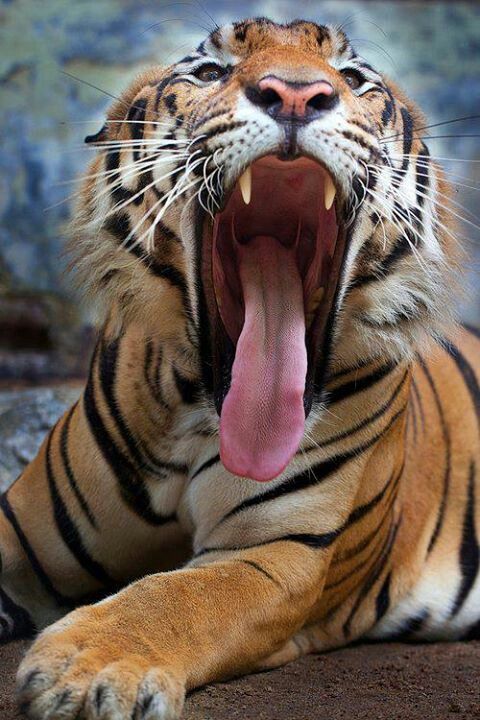 Sex sixpenceee:  A tiger’s tongue is very coarse. pictures