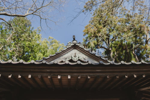 『御神木』sony a6400 + SIGMA 16mm F1.4 DC DN | Contemporary2022.01.05location : 静岡県 Shiuoka, Japan神社、事任八幡