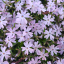 wildflowerswhiskeysue