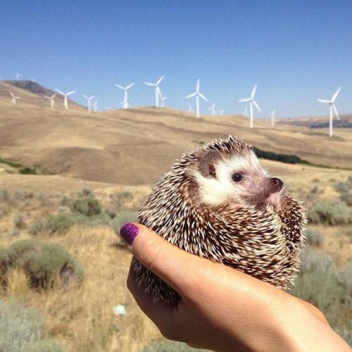 catsbeaversandducks:   Meet Biddy, The Travelling Hedgehog Those of us who want to travel but do not have the time or the money finally have a solution – we can travel in spirit together with Biddy the hedgehog, a little guy on Instagram whose travel