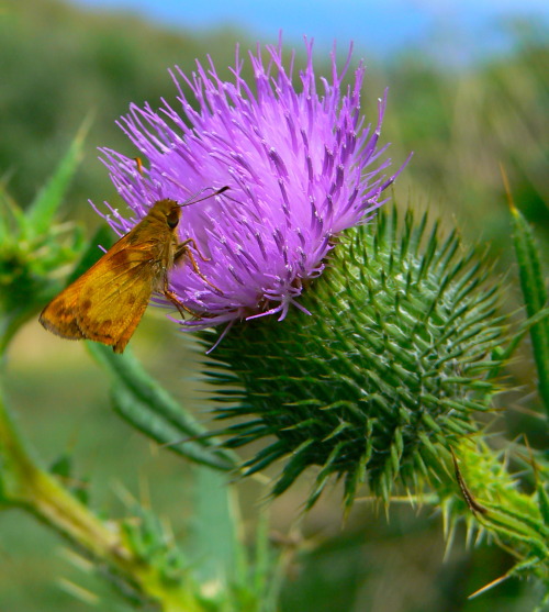 watermoonming:Thistle &amp; Butterfly