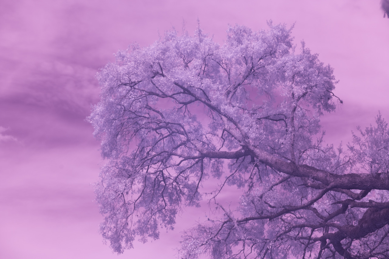 Oak Tree Throughout The Visible And Invisible Spectrum Of Light UV Oak Tree Throughout The Visible And Invisible Spectrum Of Light UV