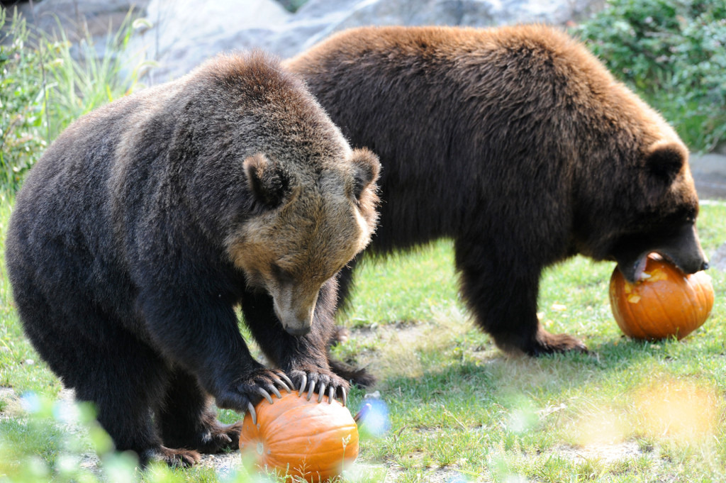 fuck-yeah-bears:  Happy Halloween! :} (Source)