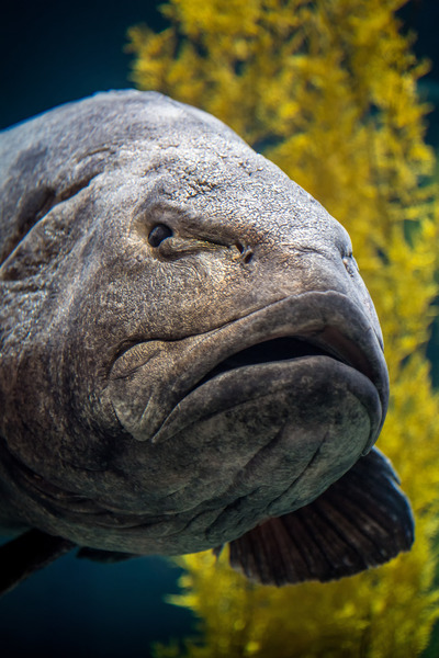 A large silvery grey sea bass stares at the camera with large lips and a stern or skeptical-looking gaze. Behind the fish is kelp which is out of focus.