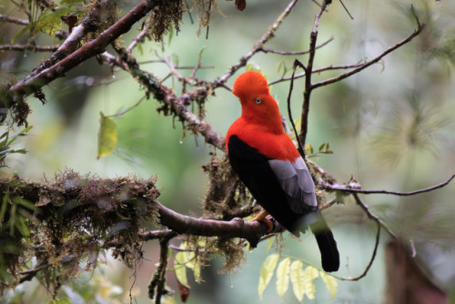 Andean cock-of-the-rock (Rupicola peruvianus) - Central Male #04Here’s the first of a few