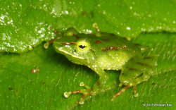 ecuadorlife:  Espada’s robber frog, Pristimantis galdifrom Sumaco Volcano, Ecuador:www.flickr.com/andreaskay/sets/72157658179635954 