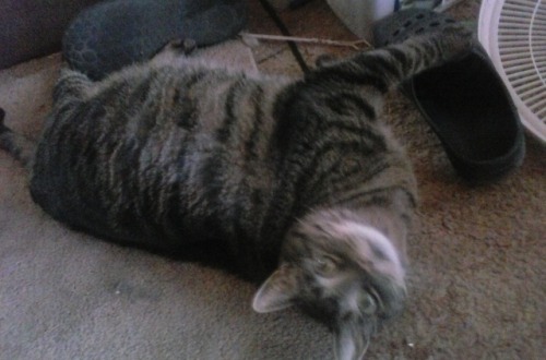 savedbyholmes: savedbyholmes: savedbyholmes: This is my cat Homer, at lately I’ve noticed she&