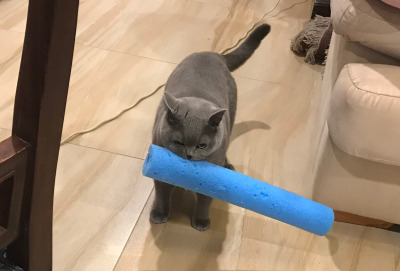 a photo of a grey british shorthair cat with a small blue pool noodle in his mouth