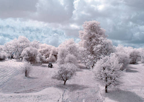 bobbycaputo:  Infrared Nature Photography by Przemyslaw Kruk   