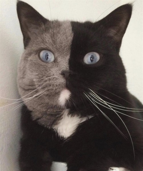 nicemandowntown:Two face!