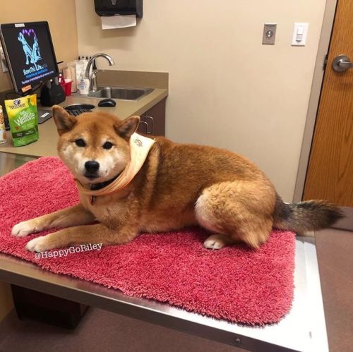 happygoriley - The vet said I’m perfect, and they’re...