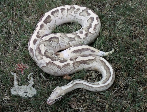 i-m-snek: Rhea is a precious bean who must be protected at all costs. Look at that puppy face! He&rs