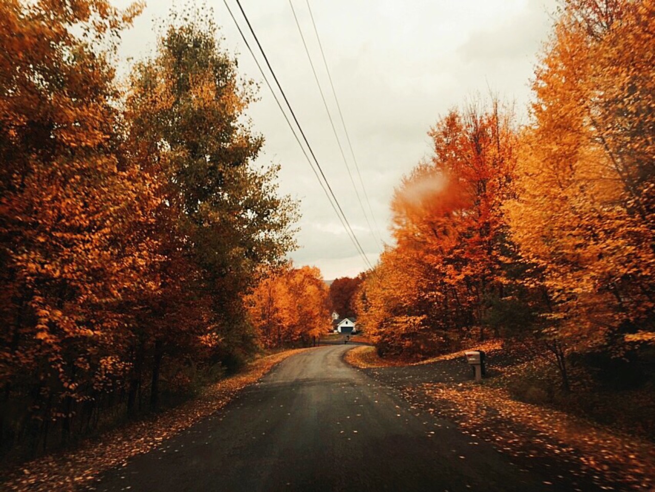 library-mermaid:
“ My street this week 🍁✨🍂
”