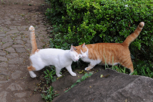 mostlycatsmostly: Headbutt Hello (by hisashi_0822)