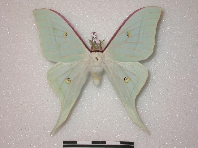 rubicunda:Numerous specimen and forms of Actias gnoma from the research collections of Stefan Naumann, Eric van Schayck, Rodolphe Rougerie, and Steve Kohll. Many of the forms depicted here look like their relatives Actias sinensis, Actias luna, and Actias