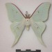 rubicunda:Numerous specimen and forms of Actias gnoma from the research collections of Stefan Naumann, Eric van Schayck, Rodolphe Rougerie, and Steve Kohll. Many of the forms depicted here look like their relatives Actias sinensis, Actias luna, and Actias