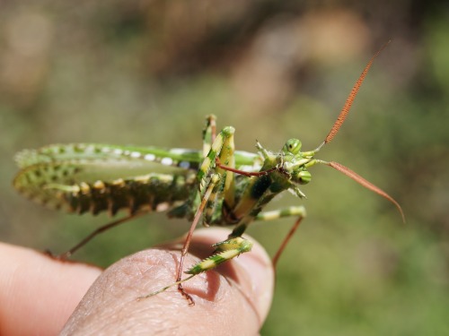 onenicebugperday: Thistle mantis, Blepharopsis mendica, Empusidae Found in northern Africa, parts of