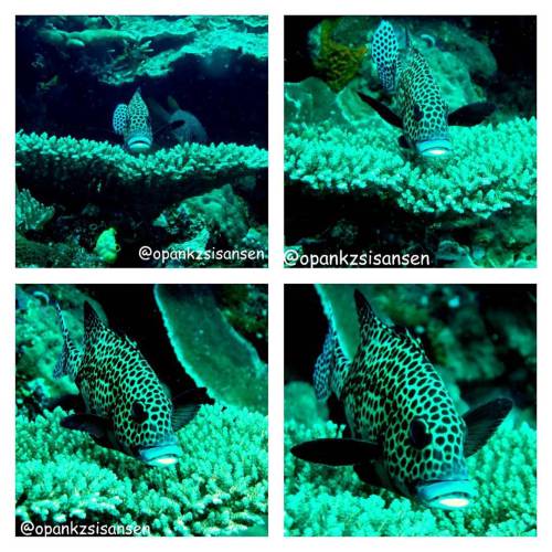 Fish model  #kebonsayur #labuanbajo #cndive #komodo #flores #ntt #indonesia #scubadive #diving #unde