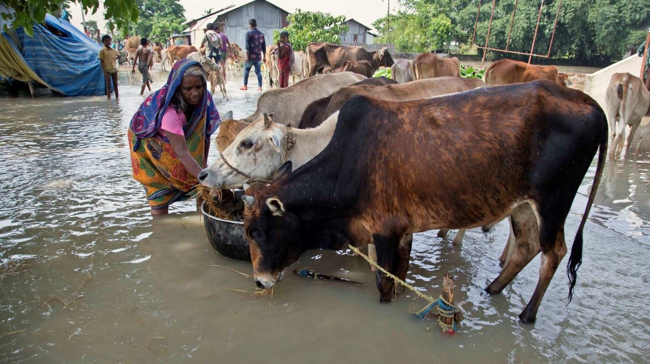 BAJO EL AGUA. Imágenes de las inundaciones en el distrito de Morigaon, estado de Assam, India, el 15 de agosto de 2017. Las fuertes lluvias monzónicas han desatado deslizamientos e inundaciones que mataron a cientos de personas en los últimos días y...