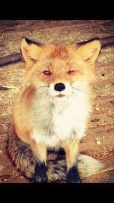 forfoxesonly:  THIS FOX IS LIKE “HEY, GOOD LOOKIN’, COULDN’T HELP BUT NOTICE YOU BROWSING FOXES ON TUMBLR. WHY DON’T YOU AND I GET TOGETHER SOME TIME AND CHASE OUR TAILS? OR ROLL AROUND IN SOME GRASS? MAYBE PASS A STICK BACK AND FORTH. WHAT DO