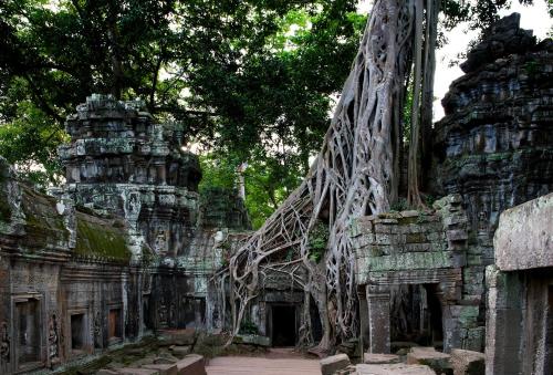 arjuna-vallabha:Roots and ruins, Ta Prohm temple at Angkor