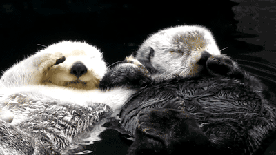 leo-arcana:  snoopdad:  “you still there, bruh?” “yeah, i’m still here.”  fun fact: that’s actually why otters hold hands/paws while sleeping 