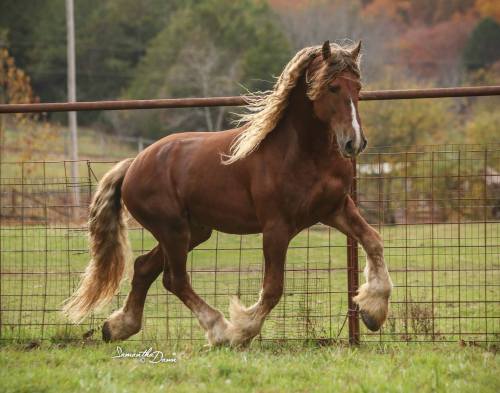 saisirlesjour:  Redman, chestnut friesian