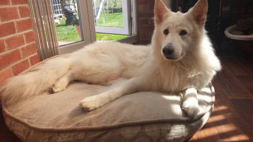 awwww-cute:  My magnificent dire wolf (Source: http://ift.tt/19VqWJR)  That’s totally Jon Snow’s dire wolf 😊