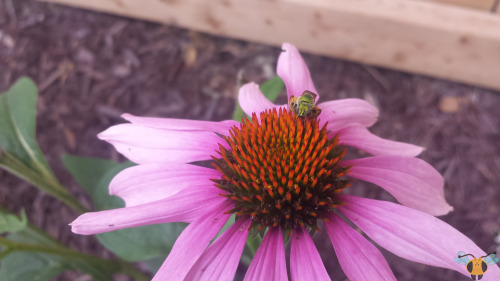 Bicolored Striped-Sweat Bee - Agapostemon virescensMost Bees are associated with colors like yellow 