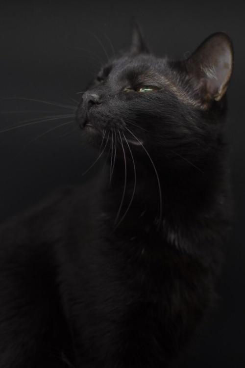 cuteness–overload:Portrait of a black cat. Prometheus.Source: http://bit.ly/2ZkfnXK