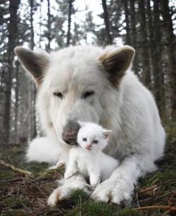 awwcutepets:  White German Shepherd and little kitten